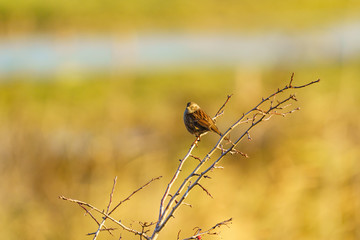 Dunnock (Prunella modularis), taken in the UK