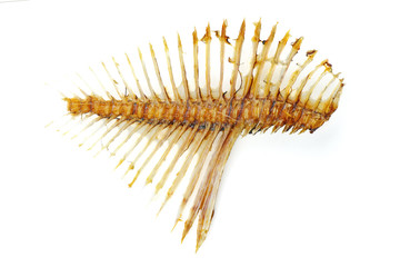 Isolated fish skeleton on a white background