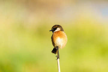 Stonechat (Saxicola torquata), taken in the UK