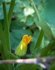  Zucchiniblüte (Cucurbita), Knospe