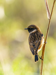 Stonechat (Saxicola torquata), taken in the UK