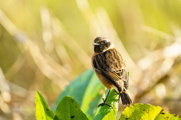 Stonechat (Saxicola torquata), taken in the UK