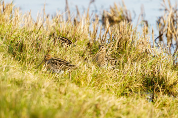 Common Snipe (Gallinago gallinago), taken in Essex, UK