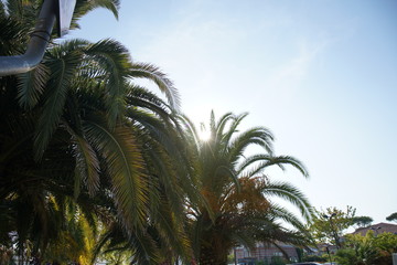 Fototapeta na wymiar palms in city