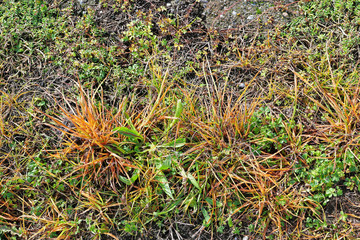 Grass bushes in an autumnal meadow