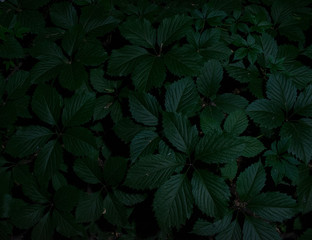 Beautiful green leaves with well-visible veins lit by artificial light in a night park