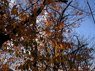 yellow tree in autumn