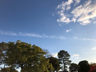 trees and blue sky