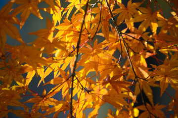 紅葉