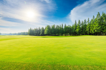 Obraz premium Green grass and forest natural landscape on a sunny day.