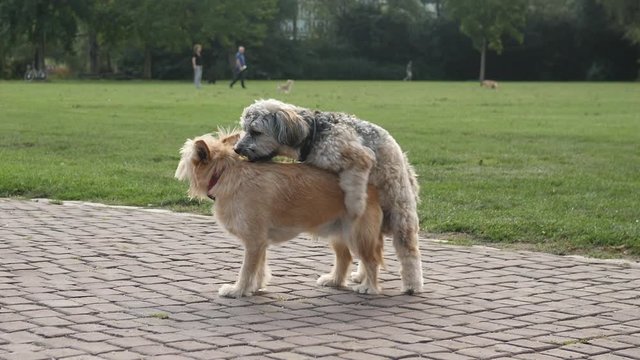 Two dogs mating in the park.