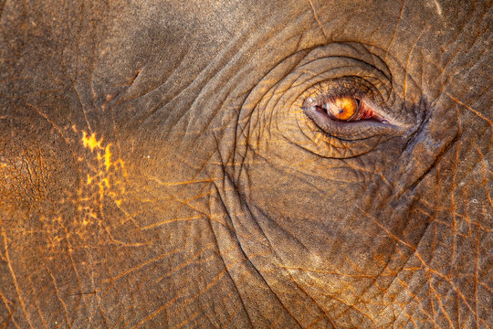 elephant farm, sad eyes of an elephant close-up