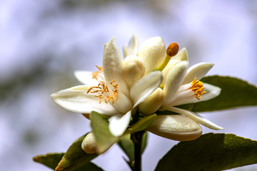 Flowers and buds of an orange tree close-up on a blurred background