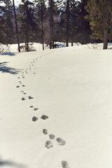 hare traces in the snow in the winter forest. © bakharev