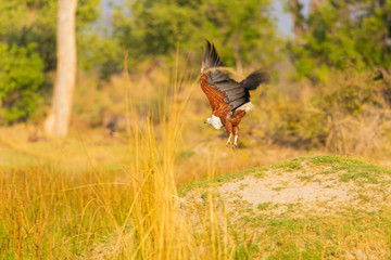 south african fisheagle start the hunt