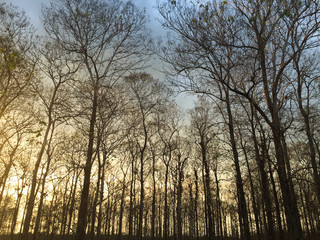 Trees in forest at sunset in Dong Nai, Vietnam
