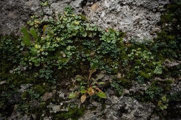 moss on the wall