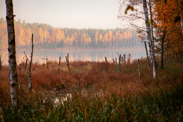 Jezioro jesień drzewa trzcina