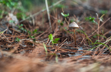 Close-up of small Saprotrophic mushroom. Macro shot of nature themed.