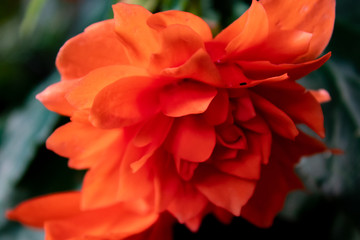 H&auml;ngebegonie (Begonia-Tuberhybrida-Pendula)