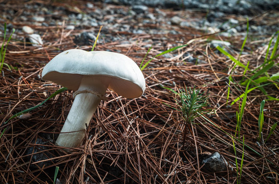 Close up of white mushrooms found in the forest. Dried pine leaves in the background.