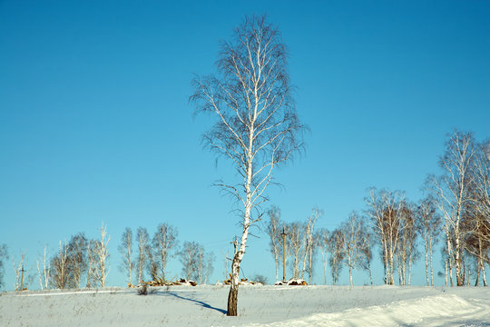 scenic winter landscape background. trees and snow.