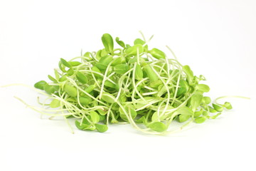 Sunflower sprouts on white background
