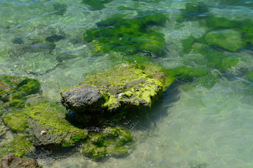 Green algae on a rock in the middle of the sea