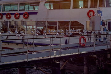 Gruppo di piccioni appollaiati sul bordo di un traghetto nel porto del lago di Como.