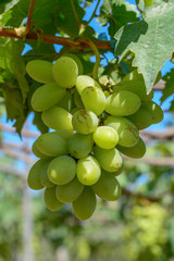 Grapes on the vine at summer day