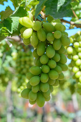 Grapes on the vine at summer day