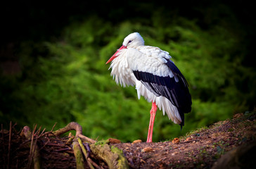 Side view of white stork Ciconia ciconia walking over grassland in autumn forest.