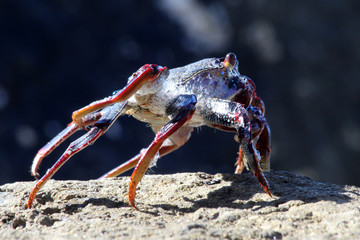 rote Klippenkrabbe