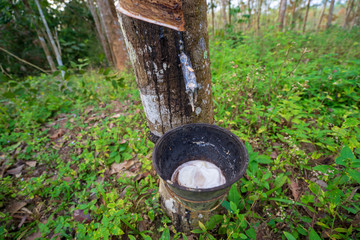 Natural Rubber