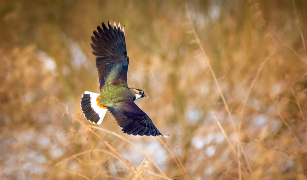 Closeup of a northern lapwing, Vanellus vanellus, bird in flight above a green meadow. Natural sunlight