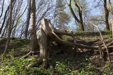 Mysterious broken tree.