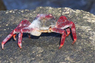 rote Klippenkrabbe