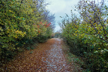 Road in autumn. Mistic foggy morning. Coloured leaves in ground.