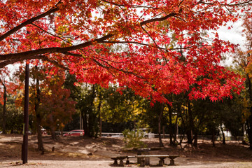 服部緑地の紅葉