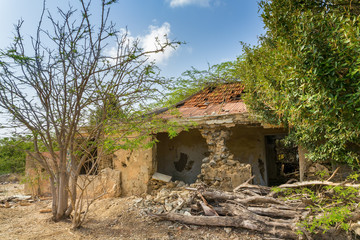 Old ruined house with trees on Bonaire