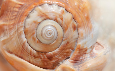 A large shell thrown out by the sea. Tropical beach. Shell surface structure. Macro photo. 