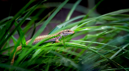 Oriental garden lizard Calotes versicolor elaxing on tree branches, camouflage garden lizards.