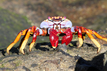 rote Klippenkrabbe