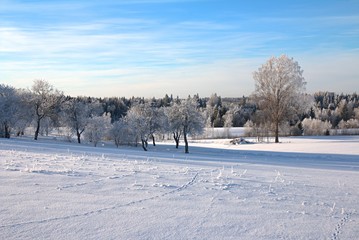 Beautiful sunny winter day with white trees,cold winter day