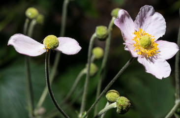 primo piano di fiori di anemone hupehensis