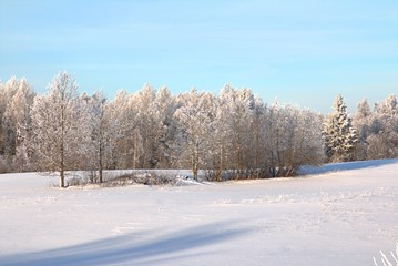 Beautiful sunny winter day with white trees,cold winter day