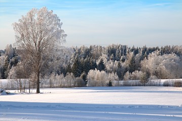 Beautiful sunny winter day with white trees,cold winter day