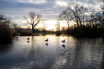 Naklejka premium geese on the lake