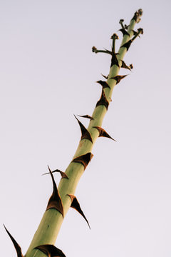 Agave scape