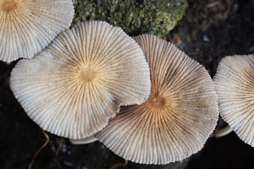 group of mushrooms